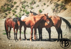 Wild Horses