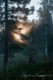Misty Sunrise