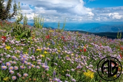 Sunpeaks Bloom