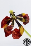 Desiccated Tulip