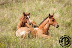 Foals