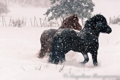 Icelandic Horse Play
