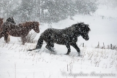 Icelandic Horses