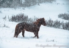 Icelandic Horse