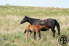 Mare-and-Foal
