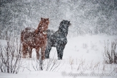Snowy Horses