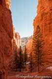 Bryce Canyon
