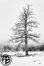 Frosty-Dead-Pine