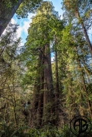Giant Redwoods