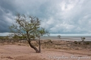 Mangrove Beach 1