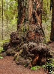 Redwoods Trunk
