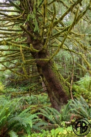 Vancouver Island Tree