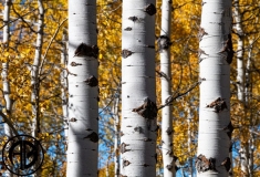 8 Mile Aspens