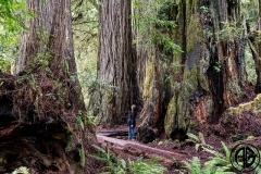 Ang in Redwoods