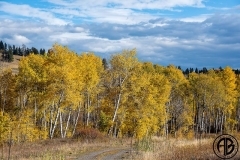 Aspens