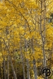 Autumn Aspens