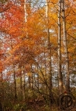 Autumn Trees