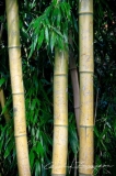 Bamboo Tree