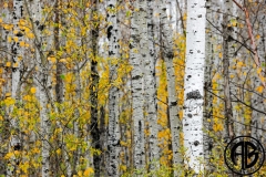 Birch