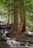 Bridal Trees