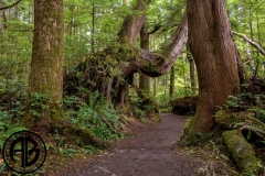 Cape Scott Path
