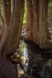 Cedar Creek