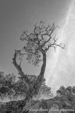 Coronado Forest