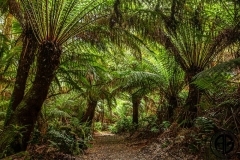 Fern Forest