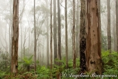 Foggy Gums