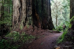 Giant Redwood