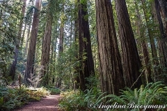 Giant Redwoods