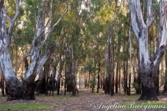 Gum Forest