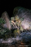 Joshua Tree at Night