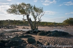 Mangrove Beach 2