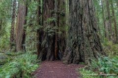 Me in Redwoods
