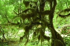Moss Covered Tree