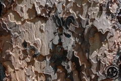 Ponderosa Bark