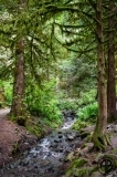 Rainforest Creek