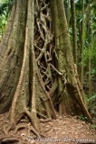 Rainforest Tree