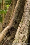 Rainforest Trunk