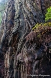 Redwood Trunk