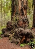 Redwoods Trunk