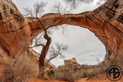Tree in Arch