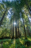 Vancouver Island Forest