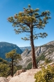 Yosemite Tree