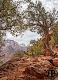 Zion Tree