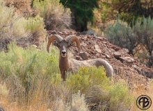 Bighorn Sheep Hwy 8