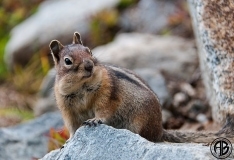 Cascade Ground Squirrel