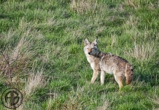 Coyote