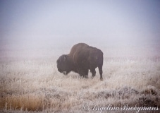 Frosty Buffalo